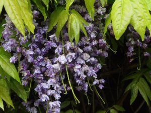 Wisteria floribunda ‘Violacea Plena