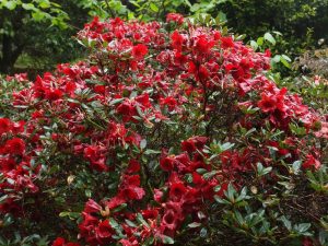 Rhododendron ‘Ruby Hart’