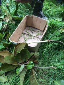 Magnolia grandiflora bark