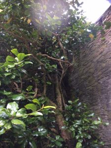 Magnolia grandiflora bark