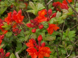 Azalea unknown on drive