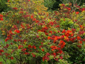 Azalea unknown on drive