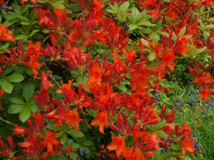 Azalea unknown on drive