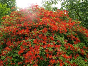 Azalea unknown on drive