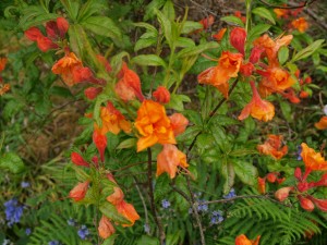 Azalea unknown on drive