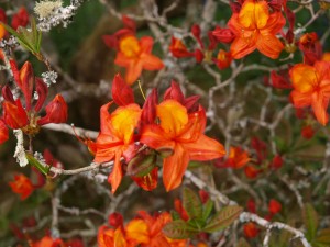 Azalea unknown on drive