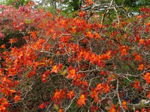 Azalea unknown on drive