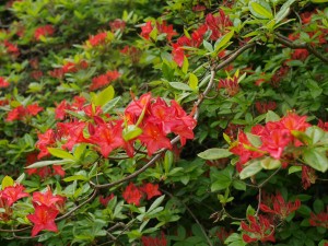 Azalea unknown on drive