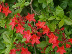 Azalea unknown on drive