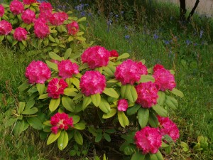 Rhododendron 'Germania'