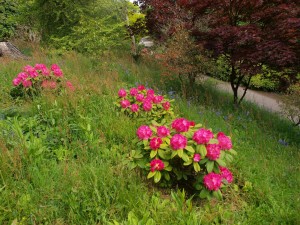 Rhododendron 'Germania'