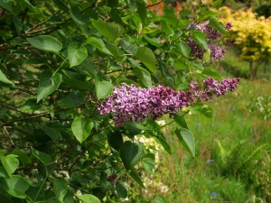 Syringa 'Sensation'