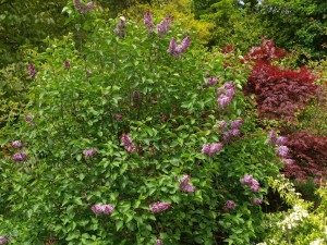 Syringa 'Sensation'