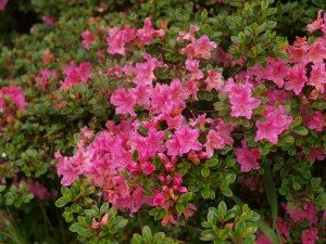 Azalea indicum 'Macrathum'