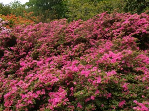 Azalea indicum 'Macrathum'