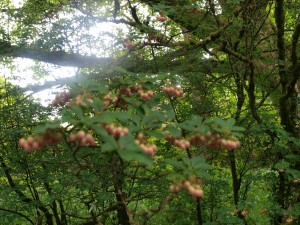 Enkianthus campanulatus var albiflorus