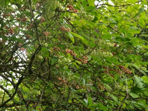 Enkianthus campanulatus var campanulatus