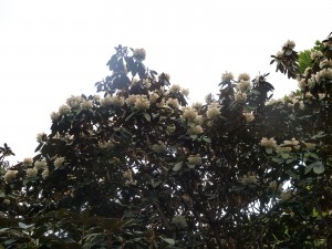 Rhododendron falconeri