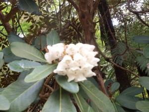 Rhododendron falconeri