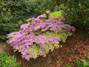 Azalea ‘Caerhays Lavender’