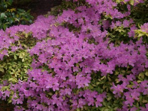 Azalea ‘Caerhays Lavender’