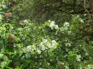 Malus hupenensis