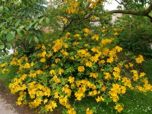 Azalea Yellow