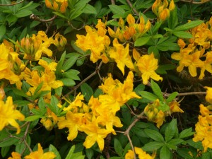 Azalea Yellow