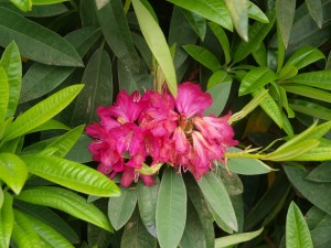 Rhododendron ‘Cornish Red’