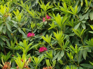 Rhododendron ‘Cornish Red’