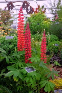 18 lupinus herbaceous 2652~2