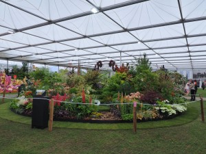 Burncoose Nurseries at Chelsea 2015