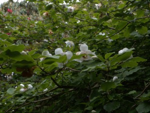 Magnolia sieboldii 10