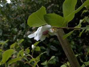 Magnolia sieboldii 2