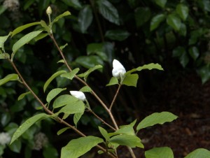 Magnolia sieboldii 3