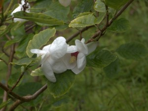 Magnolia sieboldii 5