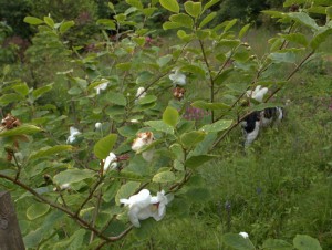 Magnolia sieboldii 6