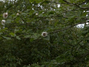 Magnolia sieboldii 8