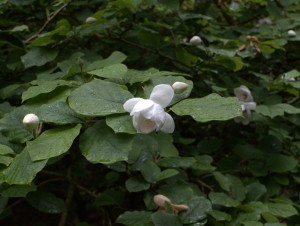 Magnolia sieboldii 9