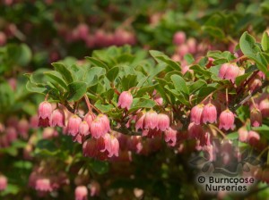 Enkianthus campanulatus ‘Victoria’