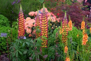 Lupinus ‘Manhattan something – Lights?’