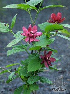 Calycanthus x raulstonii ‘Hartlage Wine’