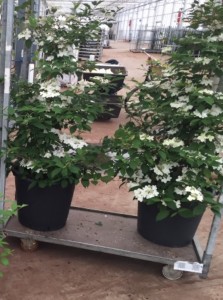 Viburnum plicatum ‘Kilimanjaro Sunrise’