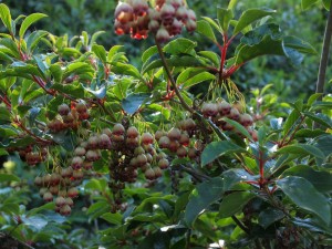 Enkianthus hirtinervus 3