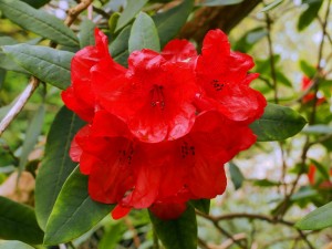 Rhododendron aberconwayi