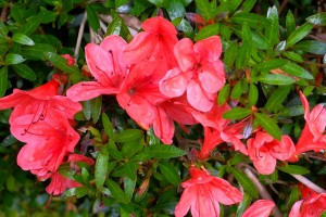 AZALEA indica various colours