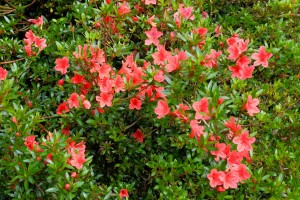 AZALEA indica various colours