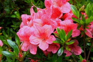 AZALEA indica various colours