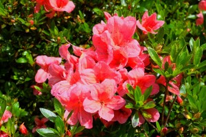 AZALEA indica various colours