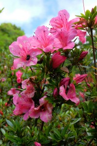 AZALEA indica various colours